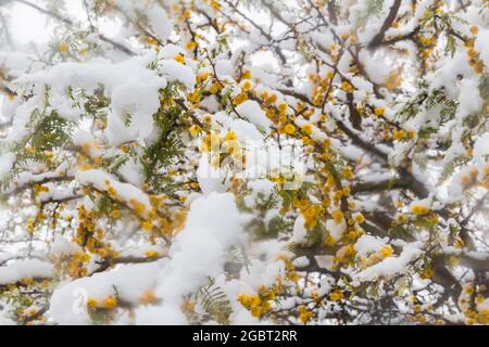 Zweig des Vachellia-Höhlenstrauch mit gelben, schneebedeckten Blüten Stockfoto
