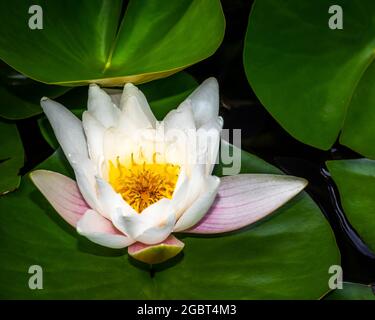 Weiße Wasserlilie mit grünen Blättern in einem kleinen See, nymphaea-Blume-Nahaufnahme Stockfoto