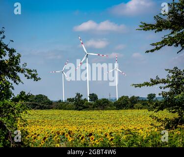 Windturbinen und Sonnenblumenfeld vor, erneuerbare Energien und landwirtschaftliche Felder Stockfoto