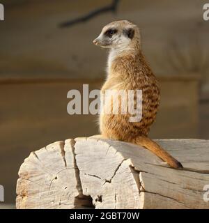 Erdmännchen auf Barsch in einem Zoo Stockfoto