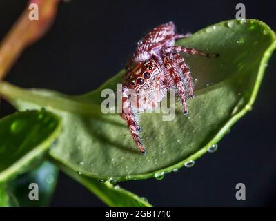 Niedliche springende Spinne auf grünem Blatt Stockfoto