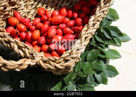 Hagebutten in einem Korb Stockfoto