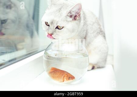 Britische Kurzhaar-Silberkatze, die Goldfische in einem Aquarium beobachtet. Stockfoto