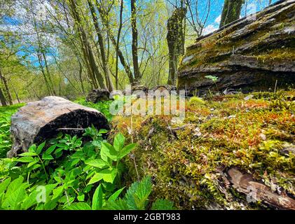 Ein Baumstamm mit Moos auf einer Frühlingswiese im Wald zwischen Baumstämmen und Grün.auf einem Baum, der mit Moos und Waldpflanzen überwuchert ist, liegt der Stamm Stockfoto