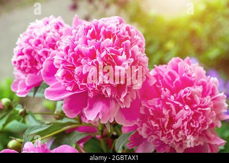 Leuchtend rosa blühende Pfingstrosen-Blüten auf grünem Blatthintergrund im Frühjahr im Garten. Stockfoto