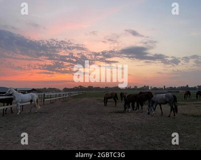 Pferde Herden grasen auf der Weide im Paddock vor dem Hintergrund des Sonnenuntergangs Himmel. Stockfoto