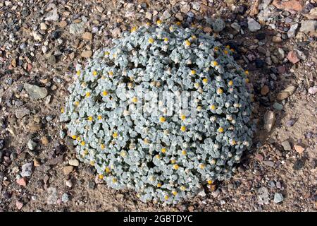 Death Valley ist ein langer, enger, Nord-Süd-verlaufender, von Bergen in Kalifornien, USA, eingegrenzter Verwerfungsgraben. Stockfoto