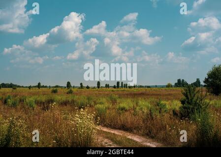 Eine mit Bäumen bewachsene Wiese vor einem blauen Himmel mit Wolken. Weg zum Feld. Sommerlandschaft Stockfoto
