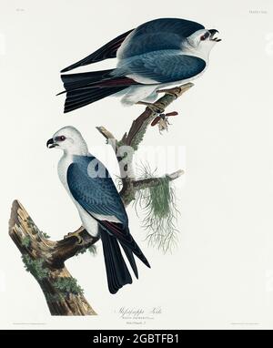 Vintage Illustrationd Birds of the USA Stockfoto