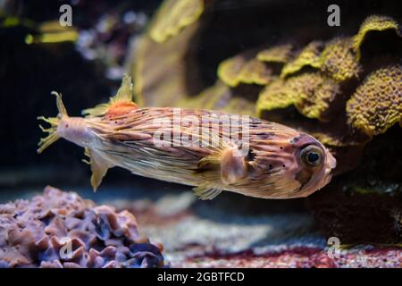 Stachelschweine unter Wasser im Meer Stockfoto