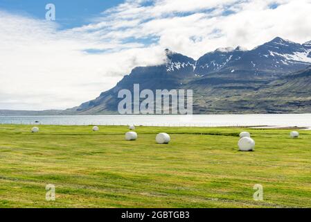 An einem teilweise bewölkten Sommertag ist das Grasfeld mit eingewickelten Heuballen an der Küste eines Fjords in Island übersät Stockfoto