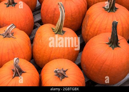 Nahaufnahme von großen Kürbissen, die auf einem Markt verkauft werden. Selektiver Fokus. Stockfoto