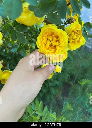 Gelber Busch stieg in den Händen eines Mädchens auf dem Hintergrund eines blühenden Gartens. Blühende Rosen Büsche. Gelbe Rose auf dem grünen Busch in der Hand der Mädchen Stockfoto