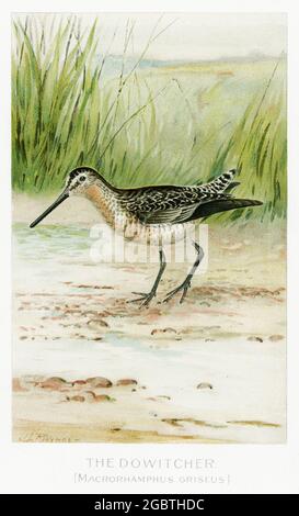 Vintage Illustrationd Birds of the USA Stockfoto