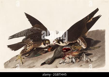 Vintage Illustrationd Birds of the USA Stockfoto