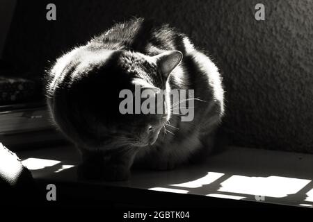 Katze beobachtet Licht Stockfoto