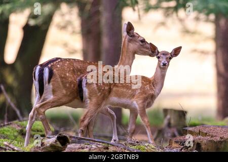 Duelmen, NRW, Deutschland. August 2021. Ein Dama dama-Weibchen (Doe) nuzzelt ihr süßes kleines Rehkitz sanft. Die natürlich scheuen Tiere rund um den Wald im Naturschutzgebiet Duelmen genießen die wärmeren Temperaturen und die derzeit viel ruhigere Landschaft im Münsterland während der Sommerferien, da weniger Wanderer und Familien ihre wachsenden Rehkitze stören. Kredit: Imageplotter/Alamy Live Nachrichten Stockfoto