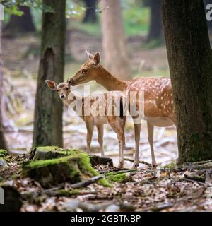 Duelmen, NRW, Deutschland. August 2021. Ein Dama dama-Weibchen (Doe) nuzzelt ihr süßes kleines Rehkitz sanft. Die natürlich scheuen Tiere rund um den Wald im Naturschutzgebiet Duelmen genießen die wärmeren Temperaturen und die derzeit viel ruhigere Landschaft im Münsterland während der Sommerferien, da weniger Wanderer und Familien ihre wachsenden Rehkitze stören. Kredit: Imageplotter/Alamy Live Nachrichten Stockfoto