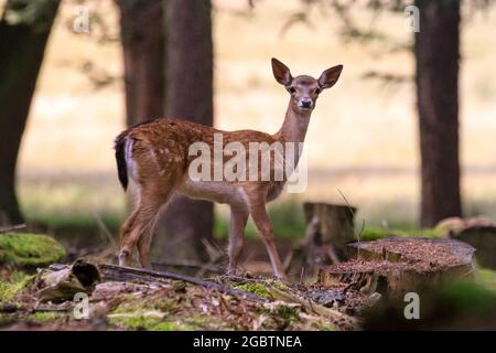 Duelmen, NRW, Deutschland. August 2021. Ein süßer kleiner Damhirsch (dama dama) sticht um den Wald herum. Die natürlich scheuen Tiere rund um den Wald im Naturpark Duelmen genießen die wärmeren Temperaturen und die derzeit viel ruhigere Landschaft im Münsterland während der Sommerferien, da weniger Wanderer und Familien sie stören. Kredit: Imageplotter/Alamy Live Nachrichten Stockfoto