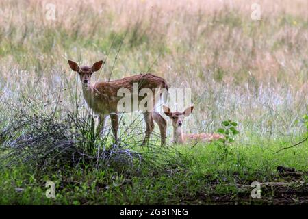 Duelmen, NRW, Deutschland. August 2021. Zwei niedliche kleine Damhirsche (dama dama) ruhen im langen Gras. Die natürlich scheuen Tiere rund um den Wald im Naturpark Duelmen genießen die wärmeren Temperaturen und die derzeit viel ruhigere Landschaft im Münsterland während der Sommerferien, da weniger Wanderer und Familien sie stören. Kredit: Imageplotter/Alamy Live Nachrichten Stockfoto