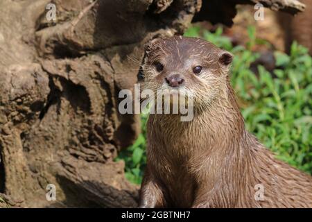 Nahaufnahme Asiatische kurze Krallenotter (Aonyx cinerea) Stockfoto