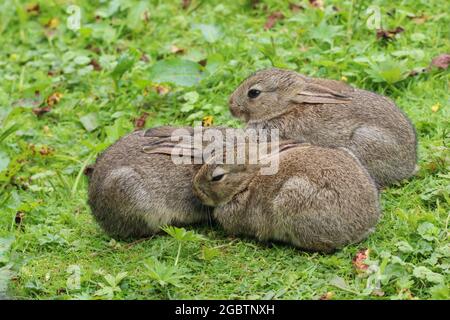 Baby Wild Rabbit (Oryctolagus cuniculus) auf einem Feld sitzend. Stockfoto