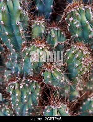 Draufsicht auf den san pedro Kaktus im Garten. trichocereus, echinopsis pachanoi mit Stacheln. Vertikal Stockfoto