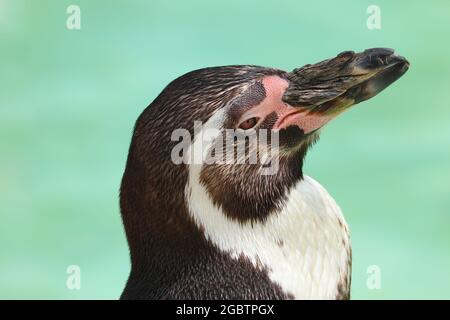 Nahaufnahme eines Humboldt-Pinguins Stockfoto