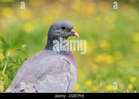 Nahaufnahme von Kopf und Schultern einer Stocktaube (Columba oenas) in einem Feld in Großbritannien Stockfoto