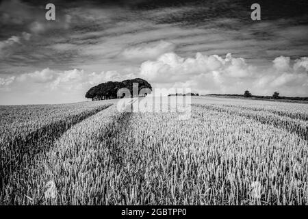 Weizenfeld vor einem Baumkronen von Buchenbäumen Stockfoto