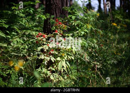 Rote Holunderbeere Sambucus racemosa an den Zweigen. Roter Holunderbusch im Wald. Giftige Beeren im Wald. Stockfoto