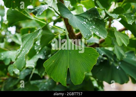 Ginkgo biloba grüne Blätter auf einem Baum. Stockfoto