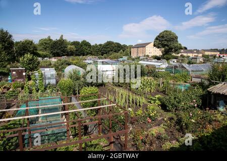 Gärtner stellen am Standort Lowlands in Mirfield, West Yorkshire, Großbritannien, Gewächshäuser, Gemüse, Obst, Blumen und Schuppen zur Verfügung Stockfoto