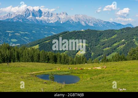 Eine Herde Kühe, die auf einer Almwiese mit einem kleinen Teich grasen. Im Hintergrund das Dachsteinmassiv, Oberösterreich-Steiermark, Österreich Stockfoto