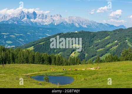 Eine Herde Kühe, die auf einer Almwiese mit einem kleinen Teich grasen. Im Hintergrund das Dachsteinmassiv, Oberösterreich-Steiermark, Österreich Stockfoto