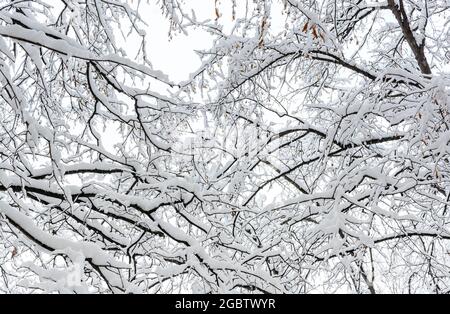 TTree-Äste bedeckten viel Schnee Stockfoto