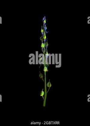 Ein Dorn des gemeinen Bluebells, einer wilden Hyazinthe, beginnt Samen zu setzen, mit ein paar alten Blütenblättern, die noch an den Sämerköpfen haften. Stockfoto