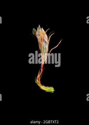 Die zarte weiße Blume des Epiphyllum oxypetalum, des Dutchman's Pipe Kaktus, ist noch immer schön, wenn er verblasst und verwelket. Stockfoto