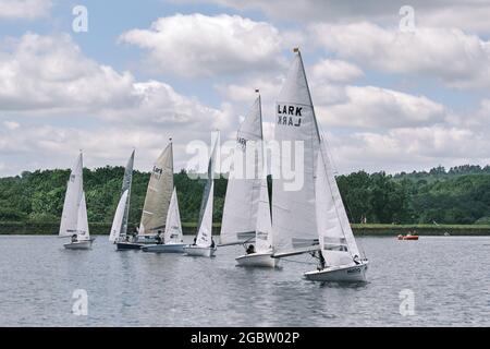 Lerchen im Barnt Green Sailing Club Stockfoto