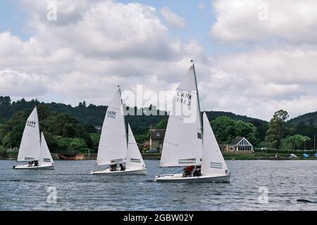 Lerchen im Barnt Green Sailing Club Stockfoto