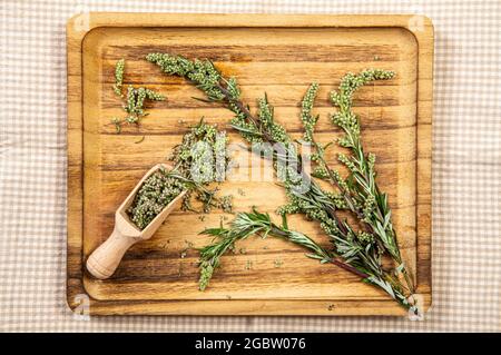 Artemisia vulgaris die Beifuß-Pflanzenteile auf Holzlöffel auf naturfarbenem Holztablett, Innenaufnahme im Studio. Konzept der Kräutermedizin. Stockfoto