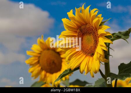 Sonnenblumenfeld im Juli Stockfoto