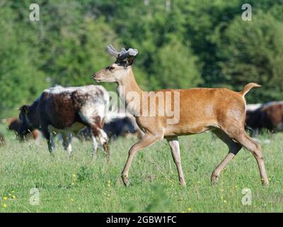 Rothirsch (Cervus elaphus), der an einer Gruppe englischer Langhornrinder vorbeiläuft, Knepp Estate, Sussex, Großbritannien, Juni 2021. Stockfoto