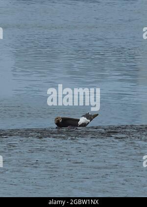 Ein heruntergedeckter Robbenhund an einem schlammigen Bachufer sieht so aus, als eine Möwe in der Nähe Nahrung stiehlt. Stockfoto