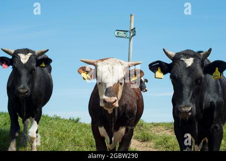 Drei Kühe in einer Reihe starren auf die Kamera Stockfoto