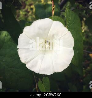 Eine Heckenbindenweed Blume. Einzelne Blume aus nächster Nähe. Stockfoto