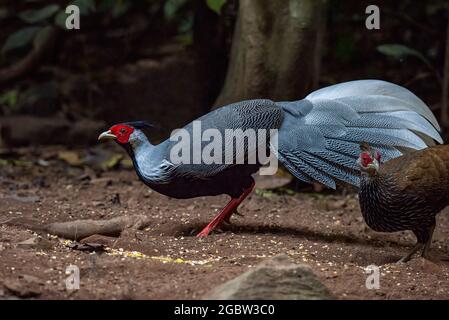 Der männliche Kalij-Fessant, schöner Vogel im tropischen Wald Stockfoto