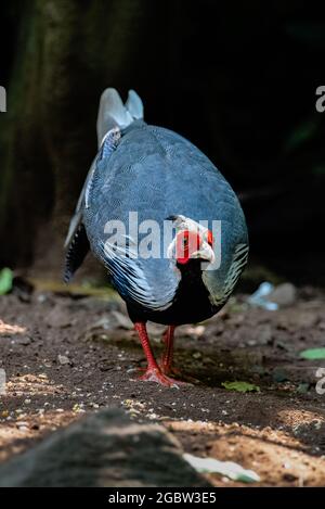 Der männliche Kalij-Fessant, schöner Vogel im tropischen Wald Stockfoto