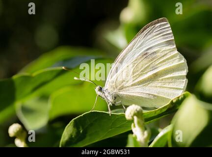 Kohl weißer Schmetterling, auf einem Blatt in einem britischen Garten, Sommer 2021, Pieris rapae, Haarpelz, grünlich weiß, Stockfoto