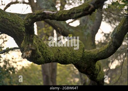 Wunderschöne Nahaufnahme am Abend Blick auf alte moosige Eichenzweige (Quercus), die im Killiney Hill Park, Dublin, Irland wachsen. Weicher und selektiver Fokus Stockfoto